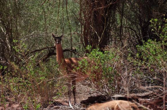 Encontro com guanacos durante caminhada no Parque Nacional Talampaya, na Argentina
